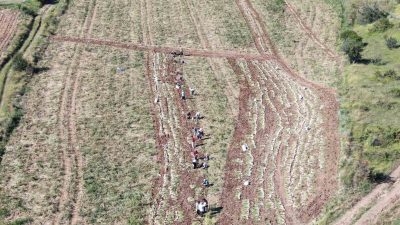 KASTAMONU'NUN TAŞKÖPRÜ İLÇESİNDE AVRUPA BİRLİĞİ TARAFINDAN TESCİLLENEN TAŞKÖPRÜ SARIMSAĞININ HASADINA