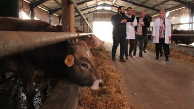 DÜZCE TARIM VE ORMAN İL MÜDÜRLÜĞÜ'NDEN DERLENEN BİLGİLERE GÖRE, DÜZCE'DE