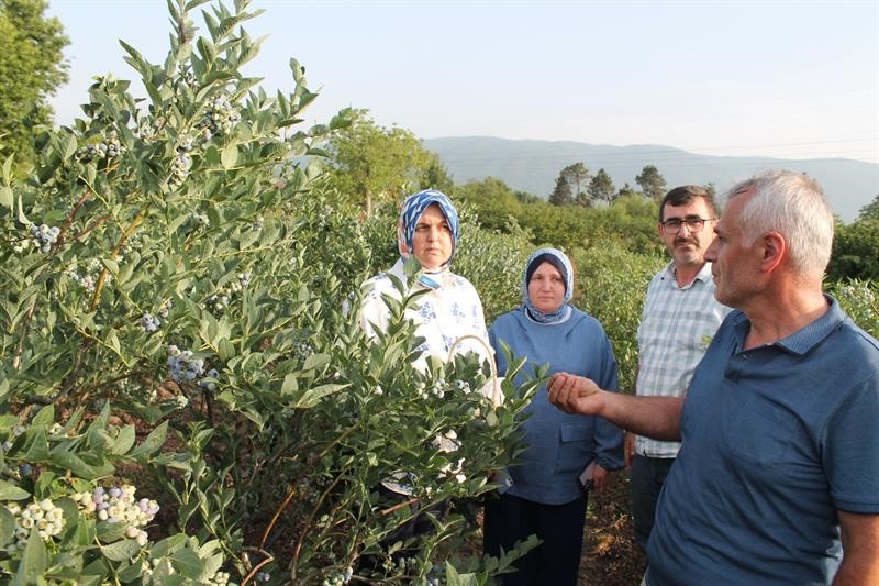 YÜKSEK ASİTLİ TOPRAKLARDA YETİŞEN