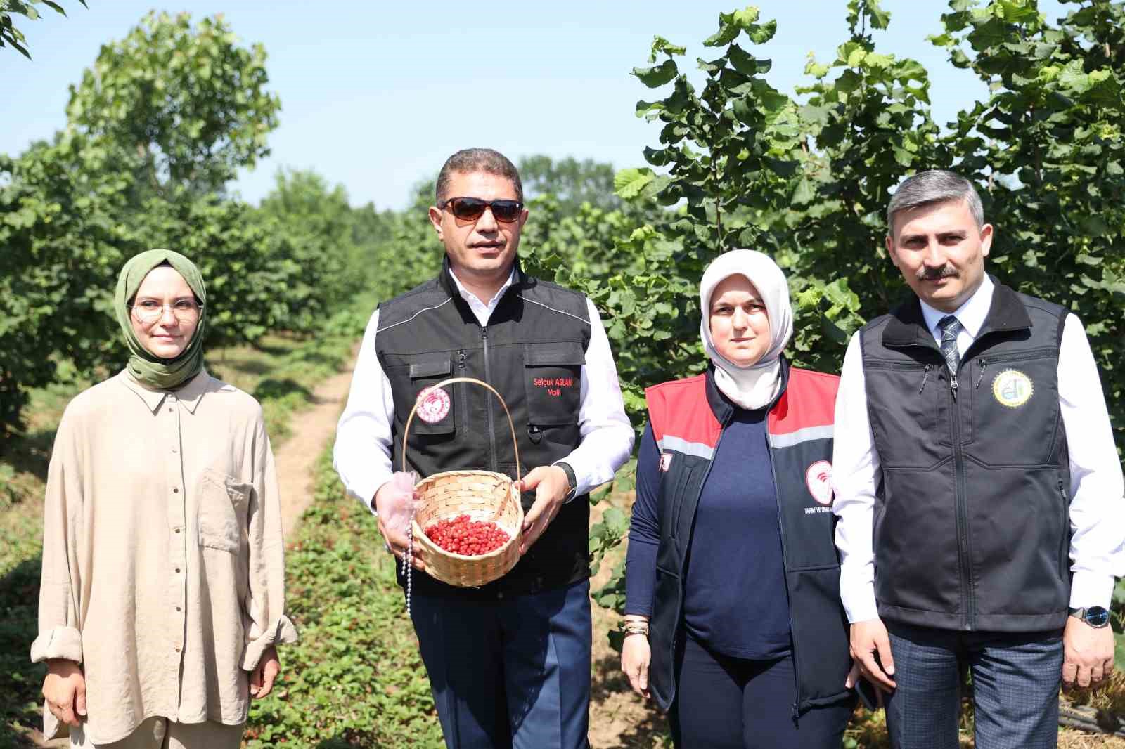 Fındığın yanında dağ çileği üretilecek