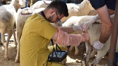 HAYVAN PAZARINDA SATIŞA ÇIKAN HAYVANLARA GEBE TESTİ YAPILDI