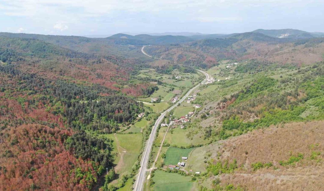 KASTAMONU ORMAN BÖLGE MÜDÜRÜ