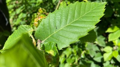 DÜZCE ORMANLARINDA 2021 YILINDA GÖRÜLEN GAL ARISIYLA MÜCADELE DEVAM EDİLİYOR.