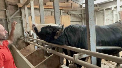 DÜZCE'DE KURBAN BAYRAMI TELAŞI BAŞLADI.