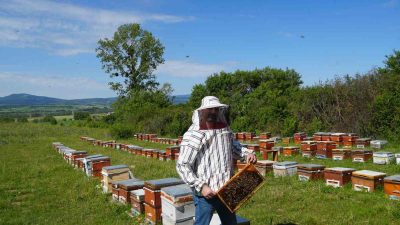 KASTAMONU’DA ARICILARA YÖNELİK KUZEY ANADOLU KALKINMA AJANSI DESTEĞİYLE UYGULANAN PROJE,