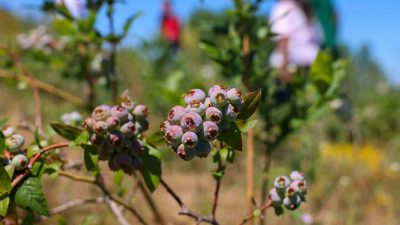 MAVİYEMİŞ’LE YENİ TANIŞAN PAZARYERİ'NDE İLK HASAT YAPILDI