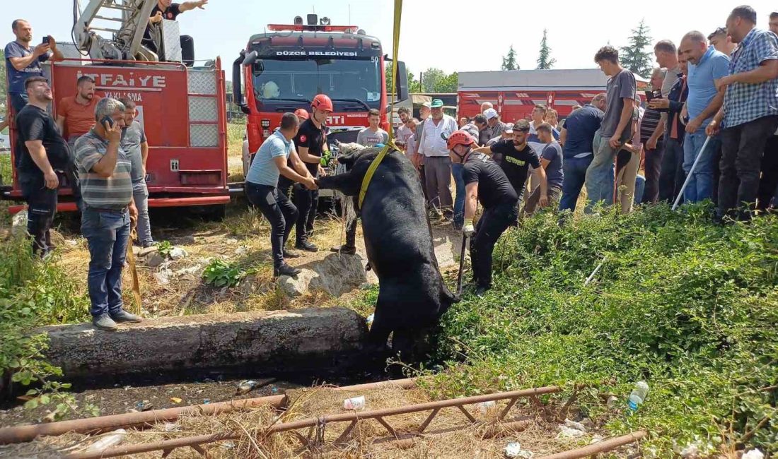 DÜZCE'DE HAYVAN PAZARINA SATMAK