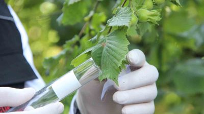 DÜZCE’DE 8 BİN SAMURAİ ARISI KAHVERENGİ KOKARCA İLE SAVAŞMASI İÇİN