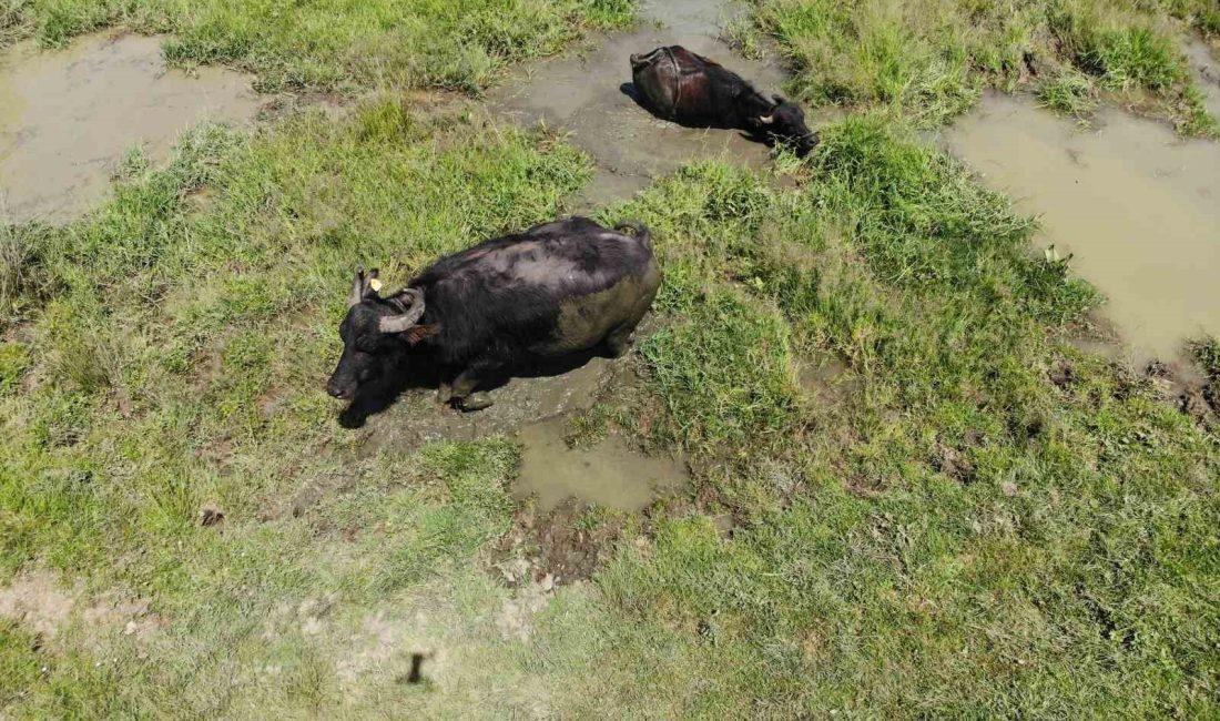 BOLU'DA SICAKTAN BUNALAN MANDALAR