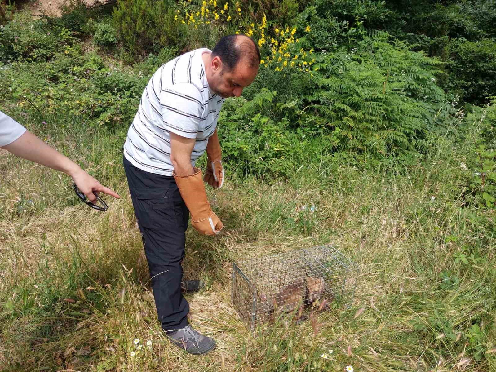 Yalova’da yerleşim merkezlerine inen tilkiler doğaya bırakıldı