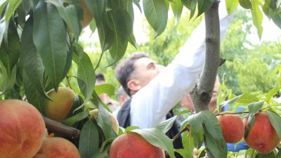 SAKARYA VADİSİ'NDE YER ALAN BİLECİK'İN OSMANELİ İLÇESİNDE HASAT EDİLEN ŞEFTALİLER,