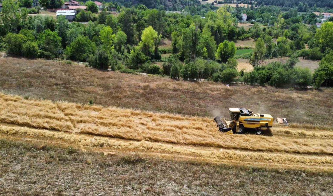 KASTAMONU’DA GEÇMİŞİ 12 BİN YIL ÖNCESİNE DAYANAN VE “HİTİT BUĞDAYI”