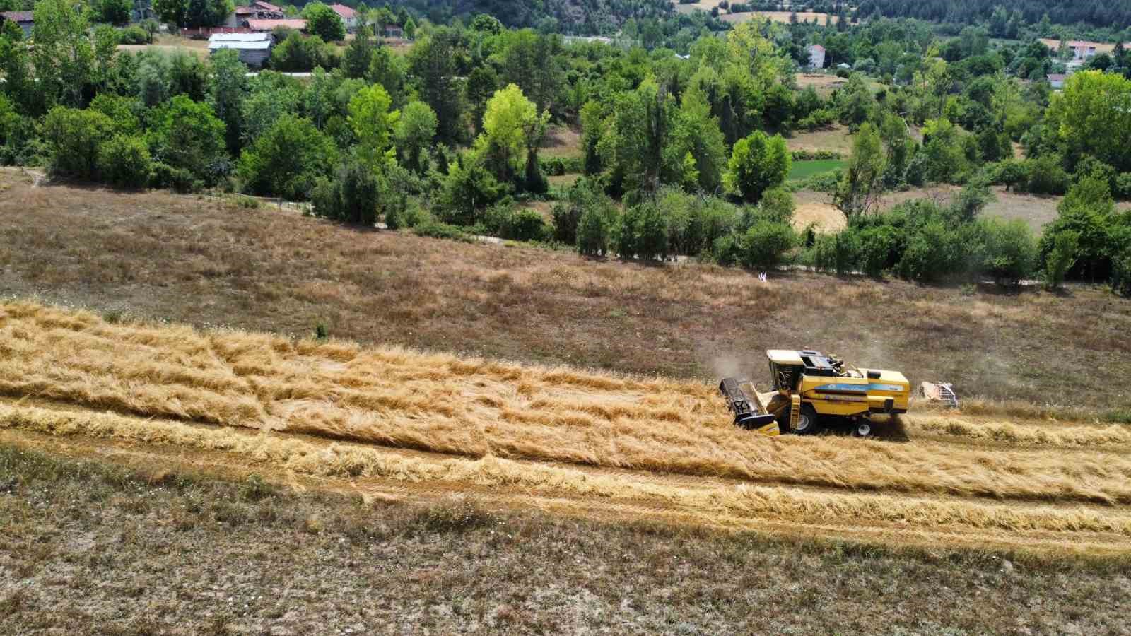 KASTAMONU’DA GEÇMİŞİ 12 BİN YIL ÖNCESİNE DAYANAN VE “HİTİT BUĞDAYI”