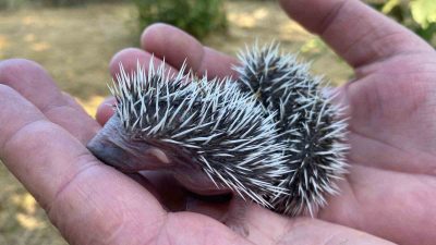 DÜZCE'NİN ÇİLİMLİ İLÇESİNDE OT BİÇEN VATANDAŞ, DİKKATİ SAYESİNDE ANNE VE