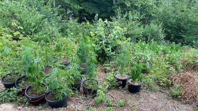 DÜZCE'DE JANDARMA VE POLİS NARKOTİK SUÇLARLA MÜCADELE EKİPLERİNİN YAPTIĞI OPERASYONLARDA