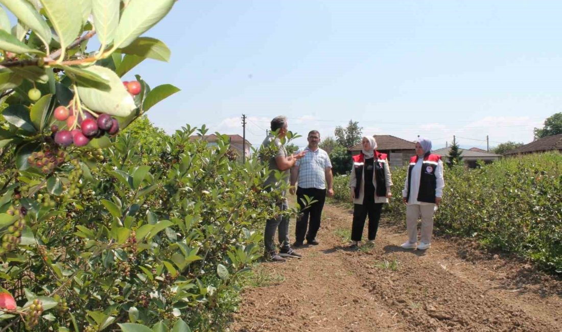 DÜZCE’DE FINDIĞI ALTERNATİF ÜRÜNLERİN