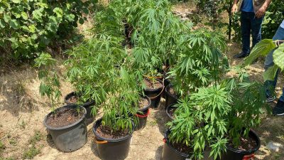 DÜZCE’NİN GÜMÜŞOVA İLÇESİNDE JANDARMA EKİPLERİNCE UYUŞTURUCU MADDE ARAMA KÖPEĞİ İLE