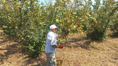 FINDIK ÜRETİMİNİN ÖNEMLİ MERKEZLERİNDEN BİRİ OLAN DÜZCE’DE HASAT ERKEN BAŞLADI.