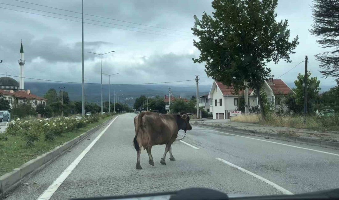 BOLU-KARACASU KARA YOLUNDA YOLUN