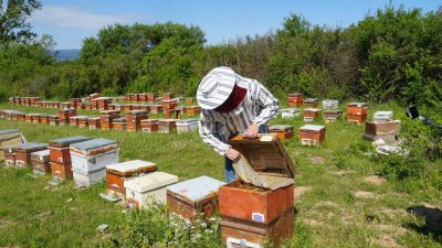 SON YILLARDA ARICILARIN KORKULU RÜYASI HALİNE GELEN GAL ARISI ZARARLISI