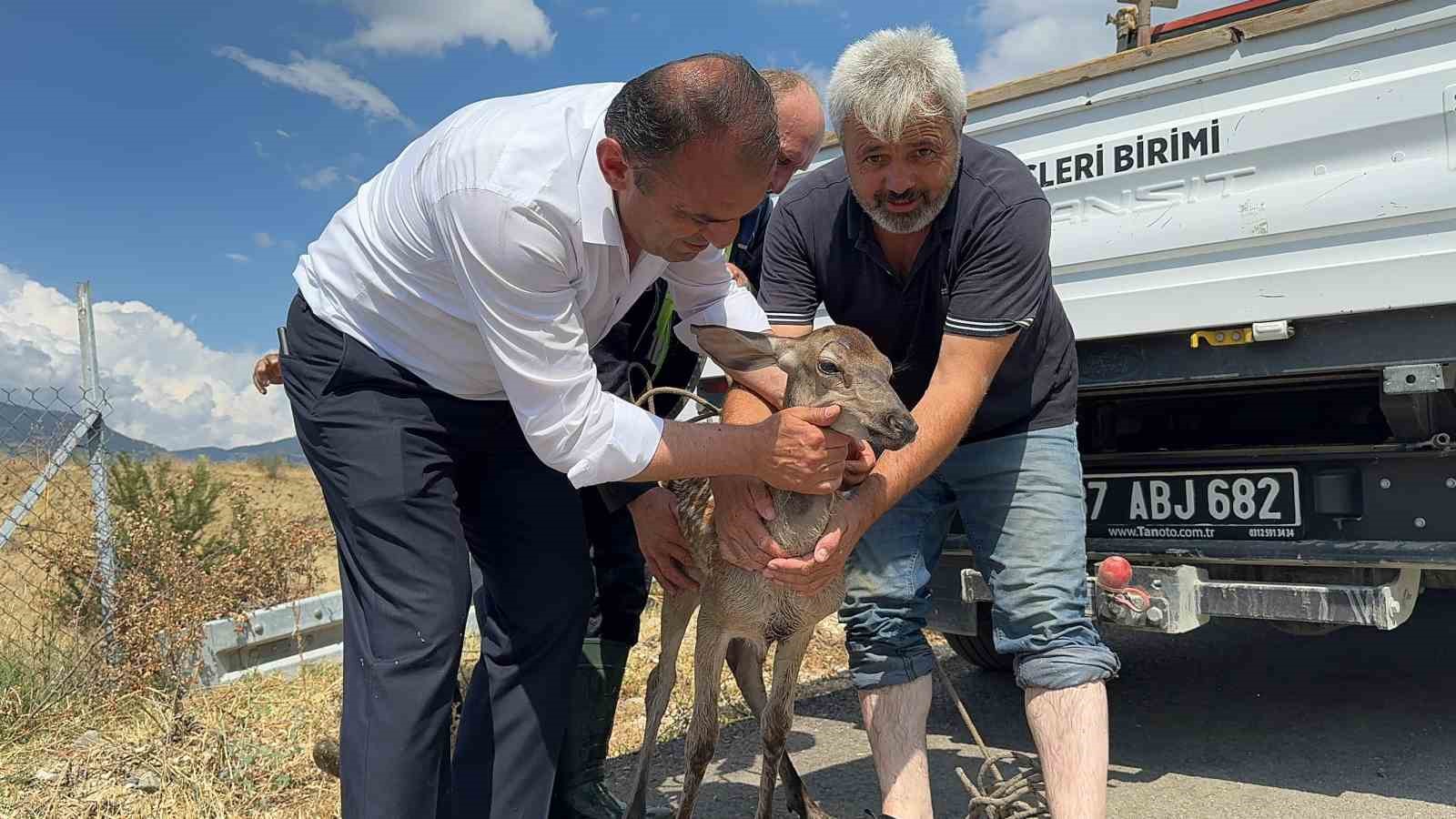 KASTAMONU’NUN HANÖNÜ İLÇESİNDE SU KANALINA DÜŞEREK YARALANAN KARACA, BELEDİYE EKİPLERİNCE