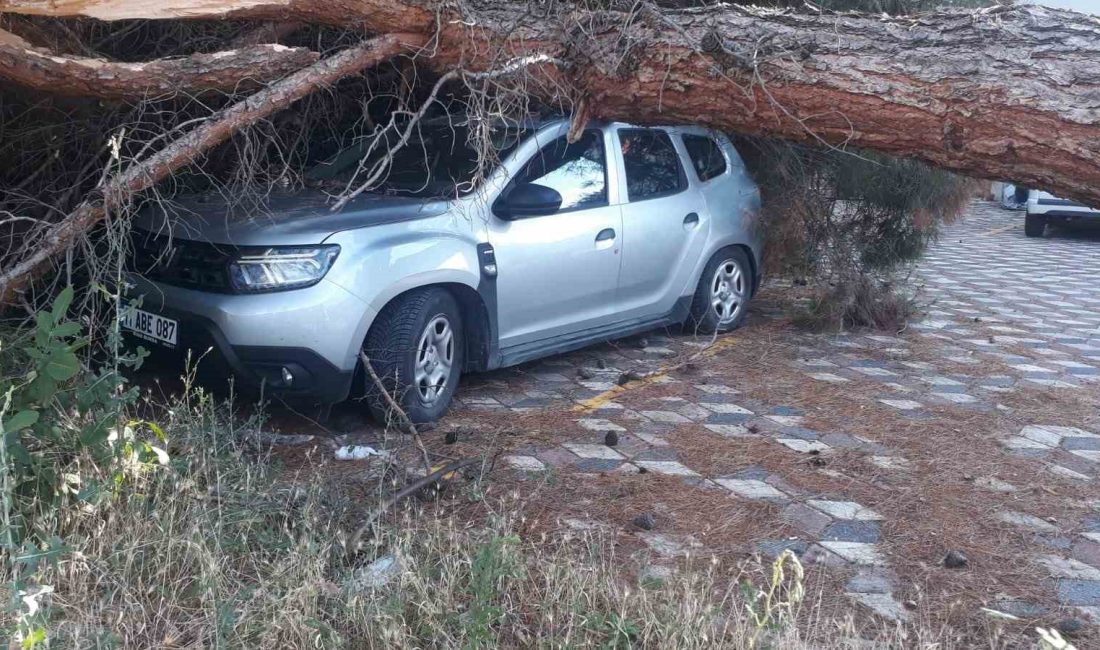 KOCA ÇAM AĞACI ARACIN