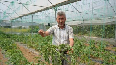 MARMARA'NIN 'KÜÇÜK ANTALYA'SI TABİR EDİLEN BÖLGEYİ DOMATES LEKELİ SOLGUNLUK VİRÜSÜ