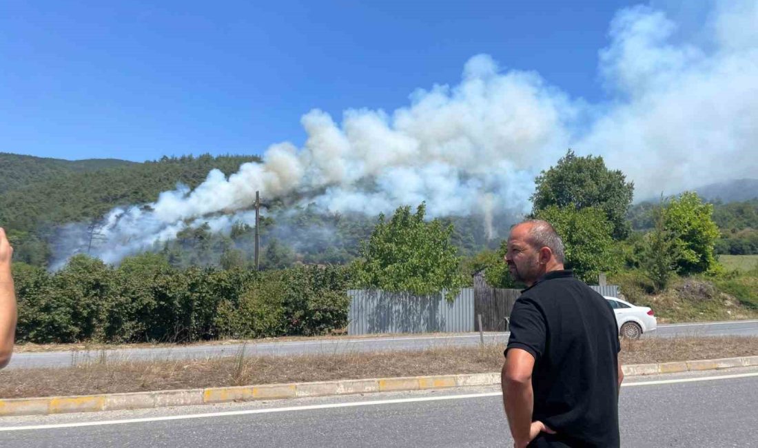 SAKARYA’NIN AKYAZI İLÇESİNDE ORMANLIK