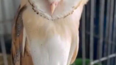 DOĞA KORUMA MİLLİ PARKLAR (DKMP) DÜZCE EKİPLERİ TARAFINDAN BİR BİNADA