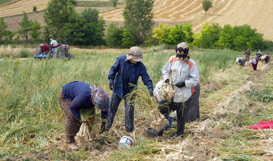 KASTAMONU’NUN TAŞKÖPRÜ İLÇESİNDE AVRUPA BİRLİĞİ TARAFINDAN TESCİLLENEN TAŞKÖPRÜ SARIMSAĞININ HASADINA