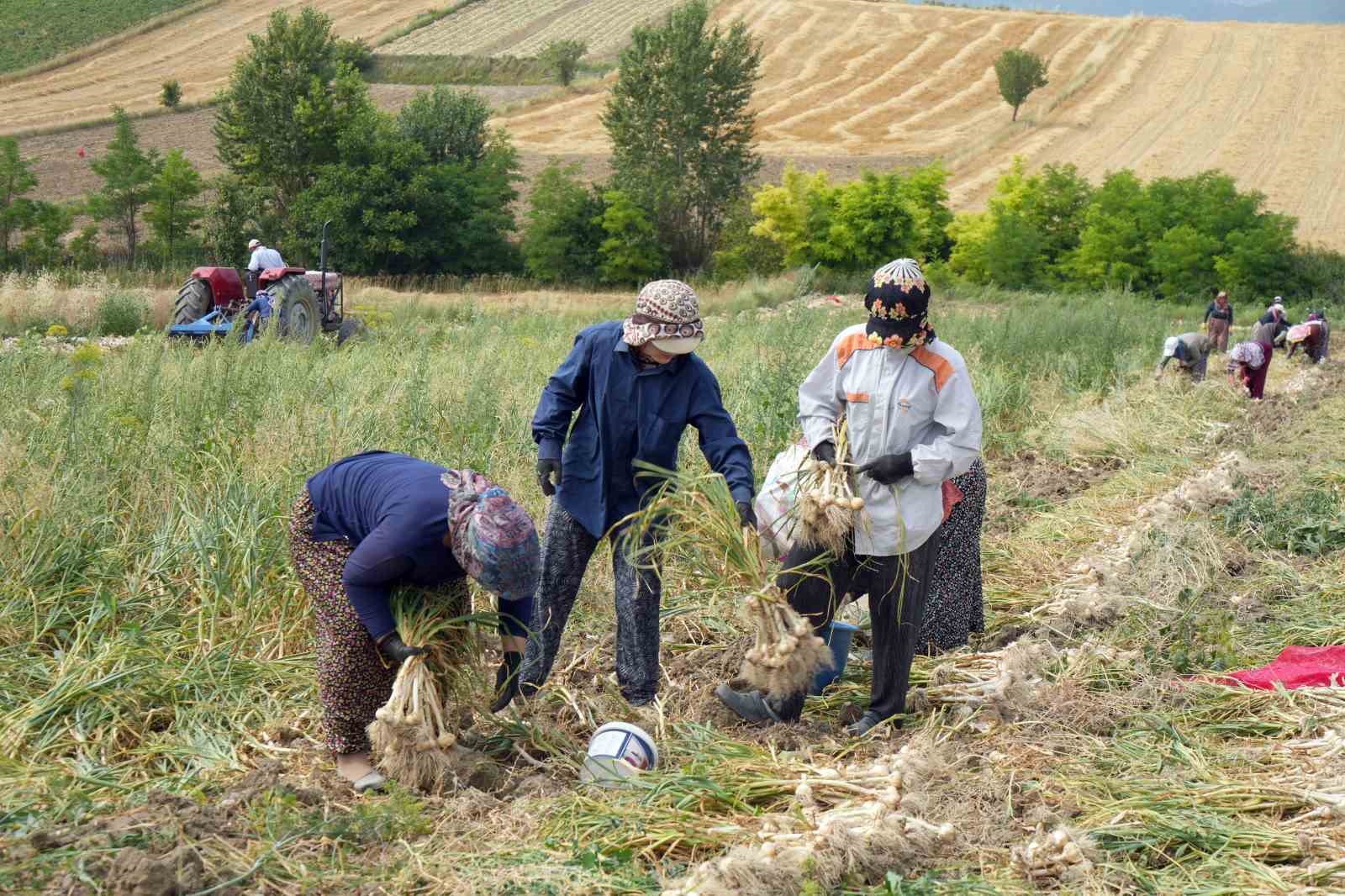 KASTAMONU’NUN TAŞKÖPRÜ İLÇESİNDE AVRUPA BİRLİĞİ TARAFINDAN TESCİLLENEN TAŞKÖPRÜ SARIMSAĞININ HASADINA