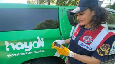 DÜZCE’NİN AKÇAKOCA İLÇESİNDE JANDARMA EKİPLERİ TARAFINDAN BAŞINA ALDIĞI DARBE SONUCU