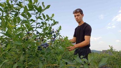 DÜZCE ÜNİVERSİTESİNDE OKUYAN 21 YAŞINDAKİ MUHAMMET BİLAL KÖSE, YABAN MERSİNİ