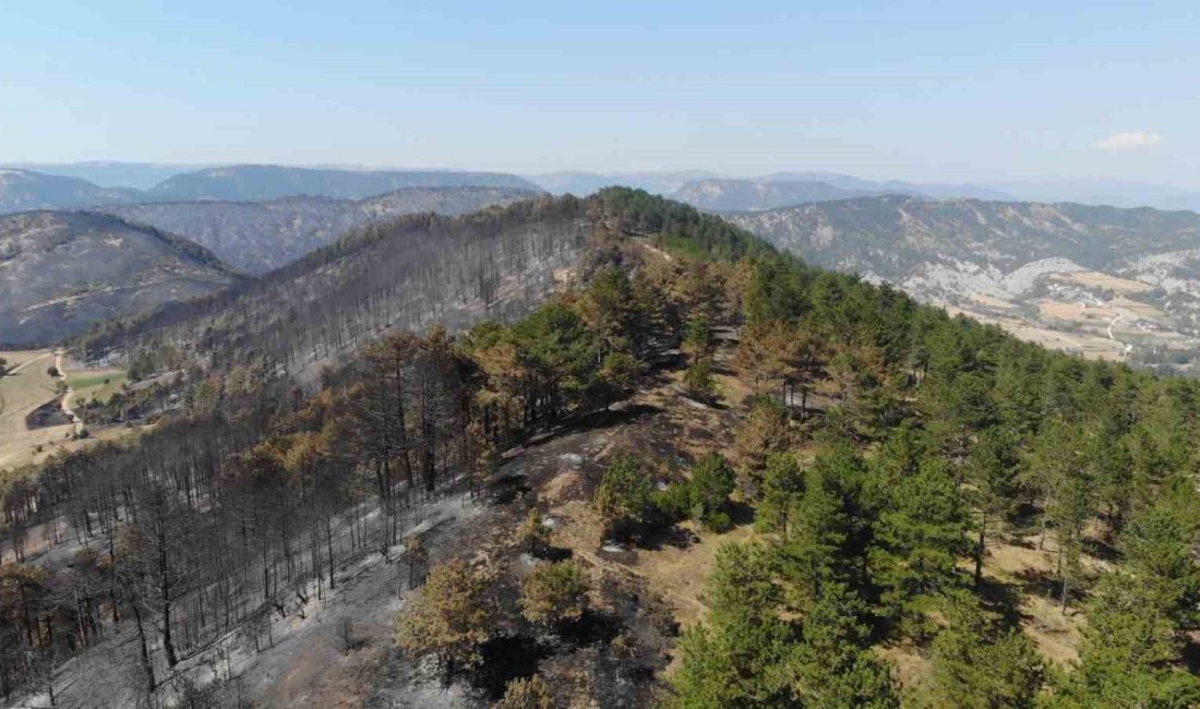 BOLU'NUN GÖYNÜK İLÇESİNDE 15