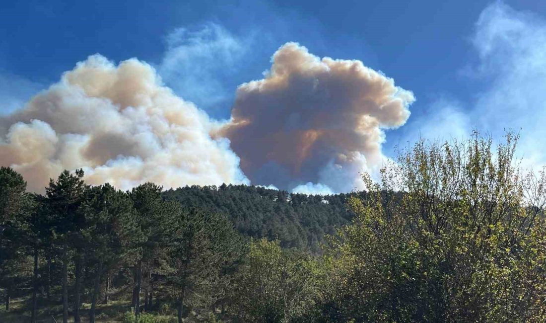 BOLU’DA ORMANA SIÇRAYAN VE