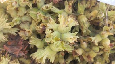 DÜZCE’DE 7 AYDA AVRUPA BİRLİĞİ ÜLKELERİNE 7 BİN 47 TON