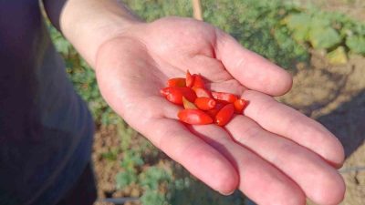 FAYDALARI SAYMAKLA BİTMEYEN MEYVE BİLECİK’TE İLK KEZ DİKİLDİ! YÜKSEK VERİM