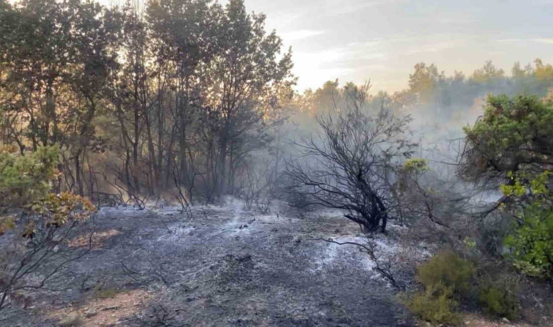 KOCAELİ'NİN GEBZE İLÇESİNDE ORMANLIK