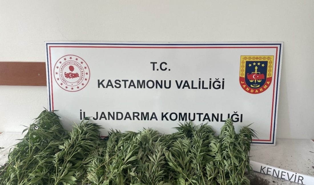 KASTAMONU’NUN DEVREKANİ İLÇESİNDE 132 KÖK KENEVİR BİTKİSİ ELE GEÇİRİLDİ.