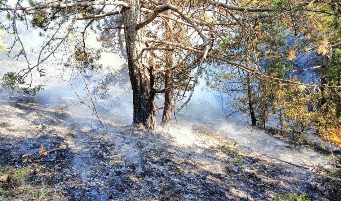 KASTAMONU'NUN DADAY İLÇESİNDE ORMANLIK ALANDA ÇIKAN YANGIN EKİPLERİN MÜDAHALESİ İLE