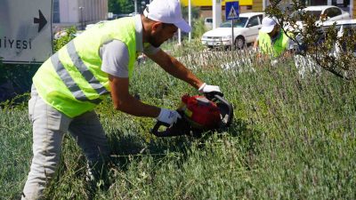 BİLECİK'TE ORTA REFÜJÜ GÜZELLEŞTİREN LAVANTALARIN HASADI YAPILDI