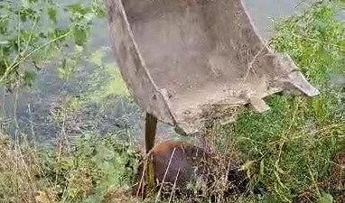 DÜZCE’NİN CUMAYERİ İLÇESİNDE MELEN ÇAYINA DÜŞEN BÜYÜKBAŞ HAYVANIN İMDADINA CUMAYERİ