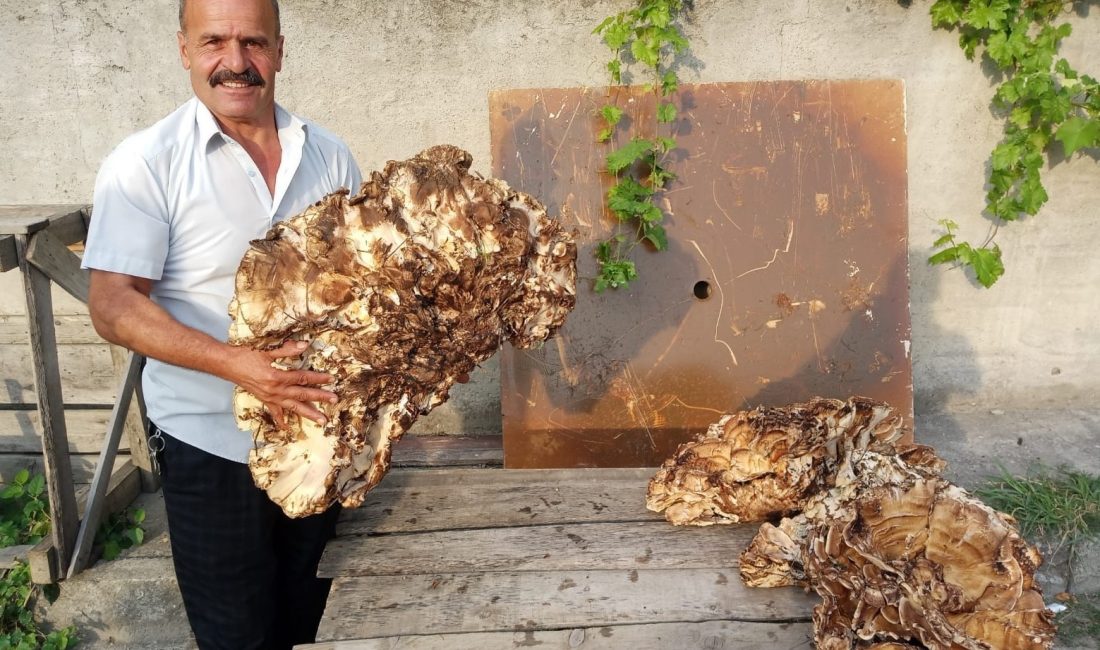 KASTAMONU'NUN HANÖNÜ İLÇESİNDE YAŞAYAN BİR VATANDAŞ ALANDA BULUNDUĞU 40 KİLOLUK