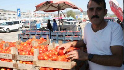 SALÇALIK DOMATESLER GÖRÜCÜYE ÇIKTI! DOMATES YETİŞTİRİCİSİ MEHMET ZEKİ HARMAN; “