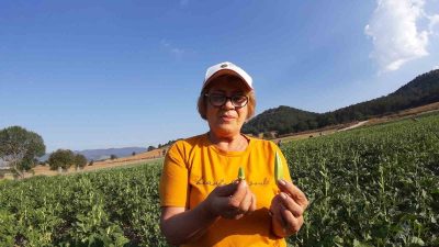 BOLU’DA ARTAN İŞÇİ MALİYETLERİ SEBEBİYLE 4 DÖNÜM ARAZİSİNDE KAMPANYA BAŞLATAN