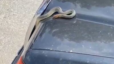 DÜZCE’DE SEYİR HALİNDE OLAN OTOMOBİLİN KAPUTUNDAN BİR ANDA YILAN ÇIKINCA