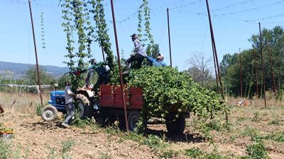 PAZARYERİ İLÇESİNDE ŞERBETÇİOTUNUN HASADINA BAŞLANDI.
