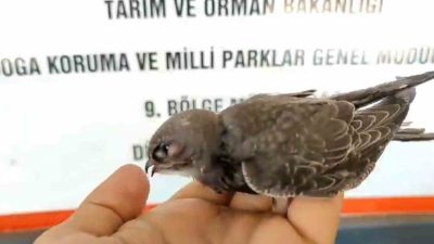 DOĞA KORUMA VE MİLLİ PARKLAR (DKMP) DÜZCE ŞUBE MÜDÜRLÜĞÜ TARAFINDAN