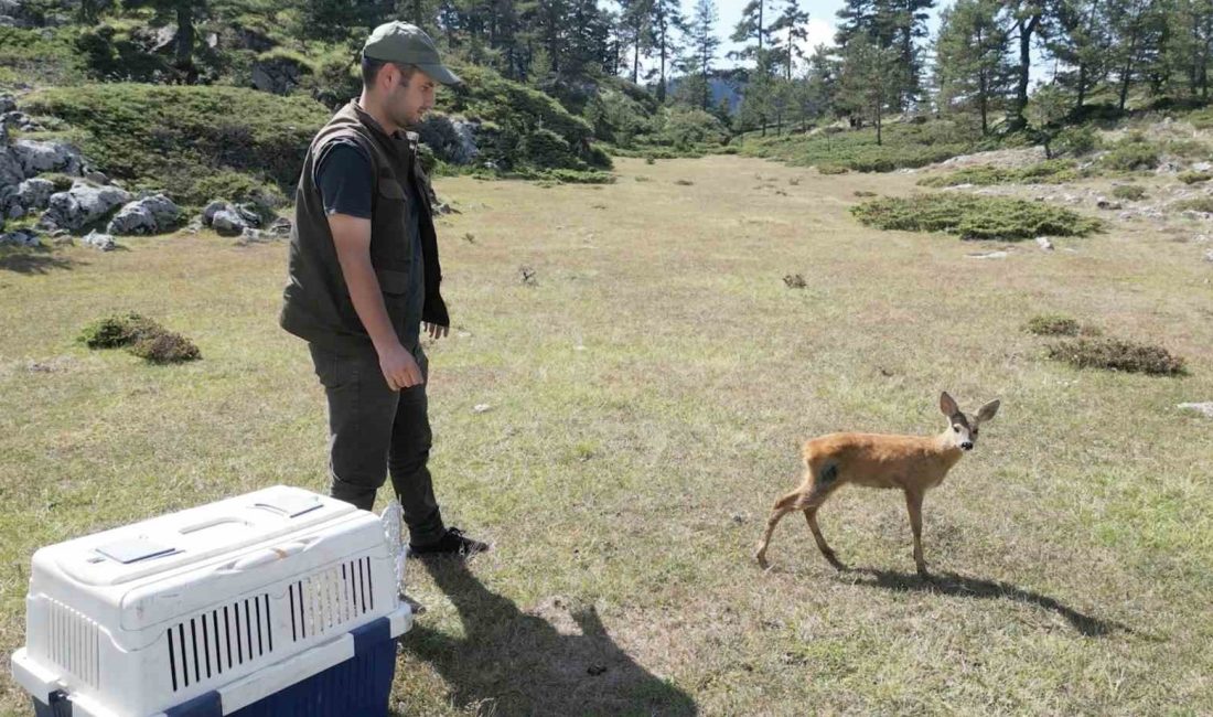 KASTAMONU'NUN ÇATALZEYTİN İLÇESİNDE YARALI HALDE BULUNAN KARACA, TEDAVİSİNİN ARDINDAN DOĞAYA