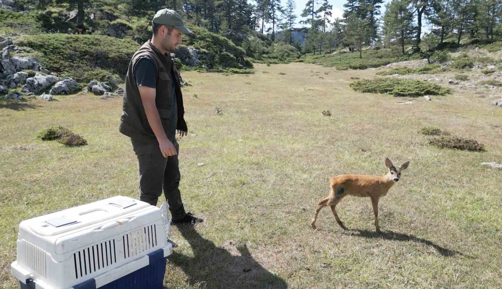 KASTAMONU'NUN ÇATALZEYTİN İLÇESİNDE YARALI HALDE BULUNAN KARACA, TEDAVİSİNİN ARDINDAN DOĞAYA